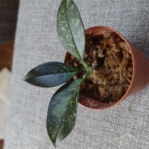 Hoya Crassipetiola Splash